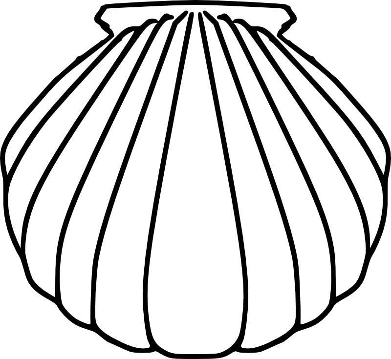 800x735 sea shells coloring pages shells coloring