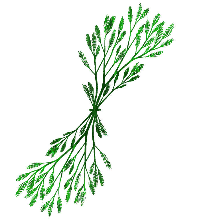 768x769 Seaweed Graphic Royalty Free Draw Huge Freebie! Download