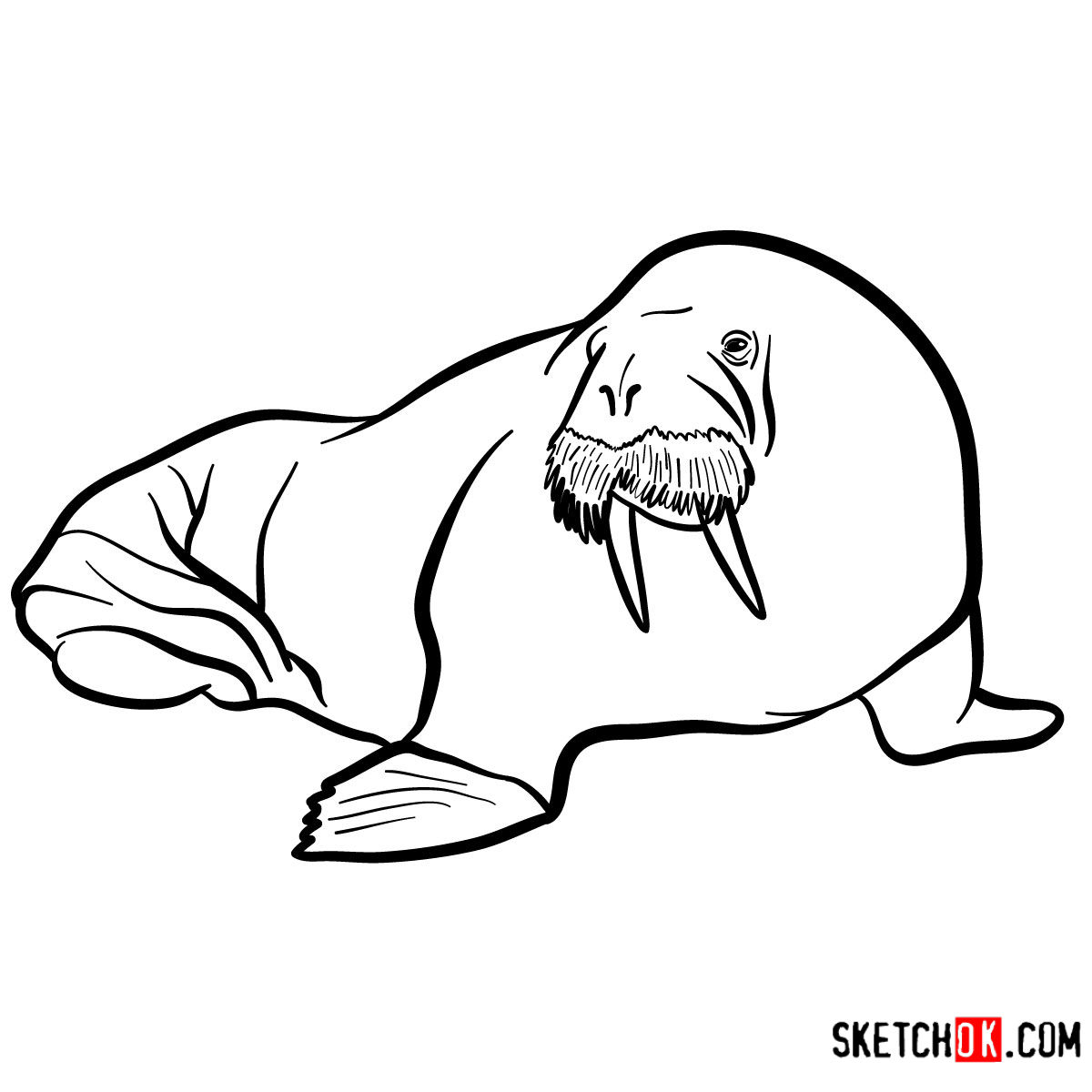 1200x1200 How To Draw A Walrus Sea Animals