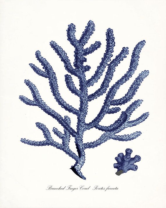 570x713 Coastal Decor Sea Coral Branched Finger Coral