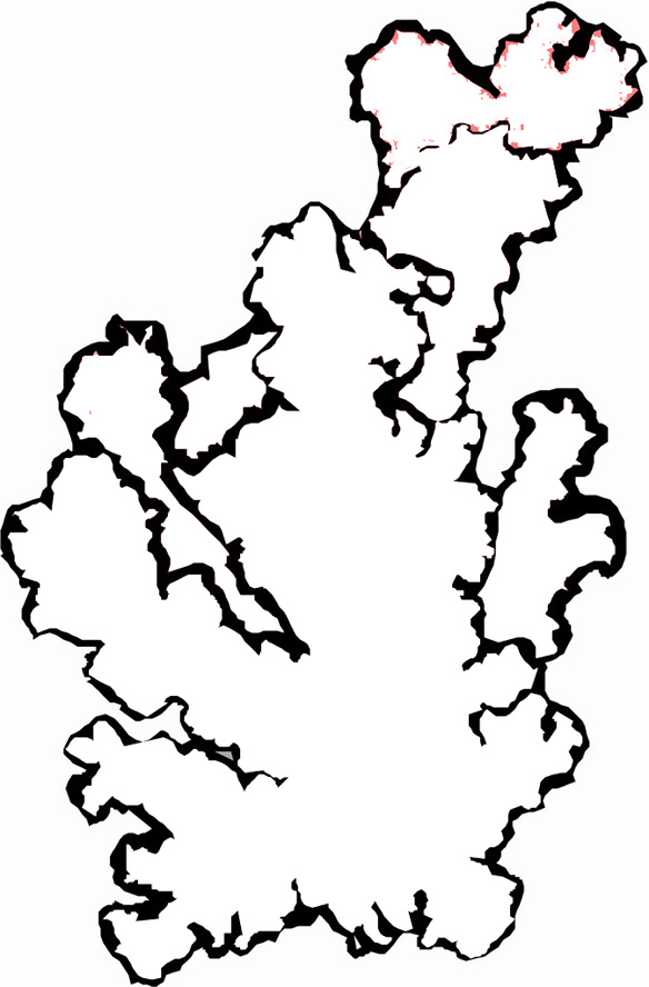 584x888 Coral Reef Clipart Easy