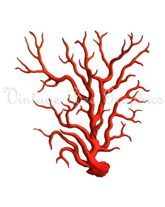 570x713 Coral Starfish Clipart