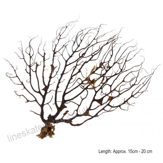 550x550 Hemobllo Black Sea Fan Fish Tank Aquarium Decoration Sea Coral