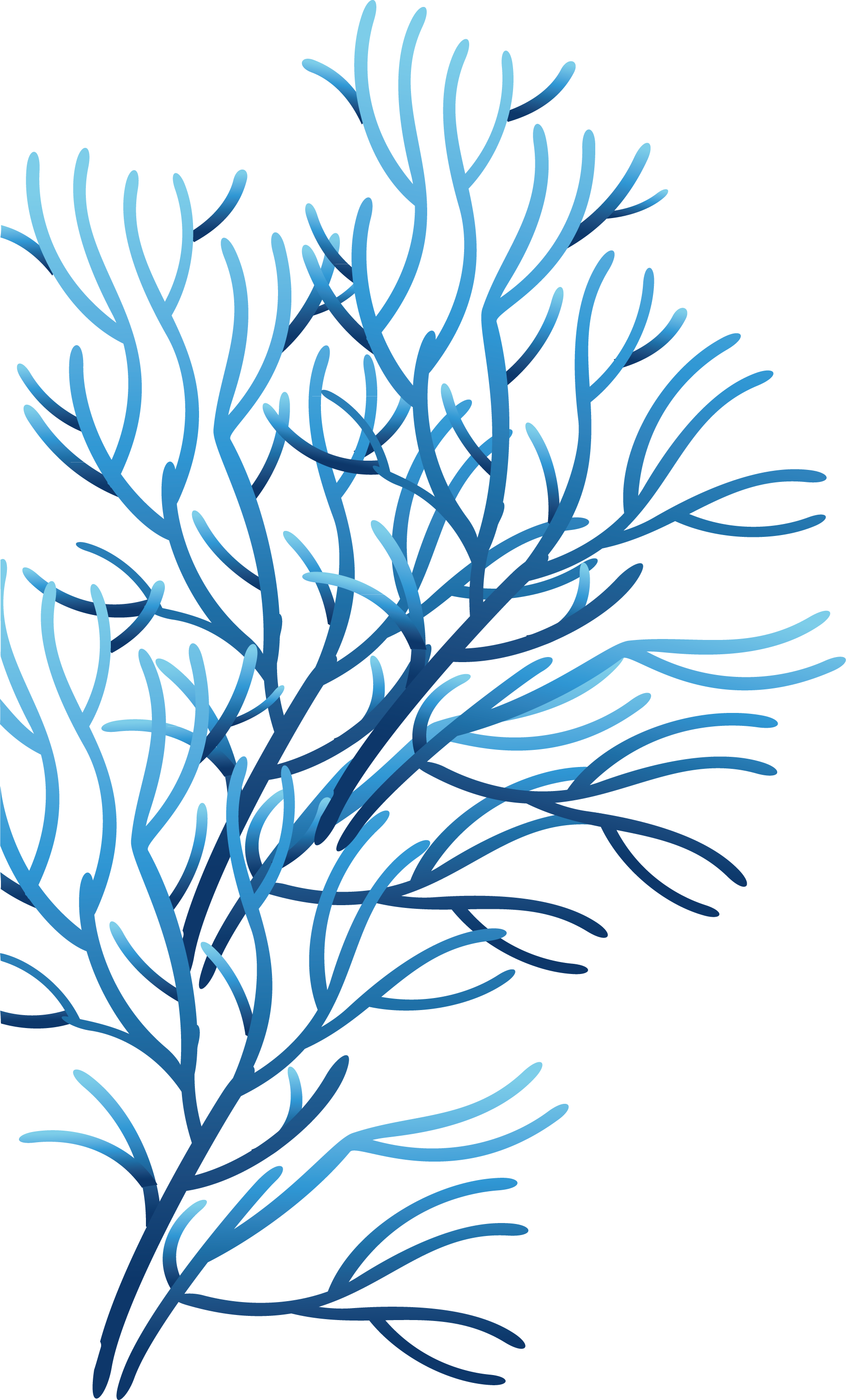 1832x3030 Reef Drawing Red Algae Huge Freebie! Download For Powerpoint
