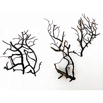 355x355 a little black sea fan real sea coral fan marimo kit terrarium