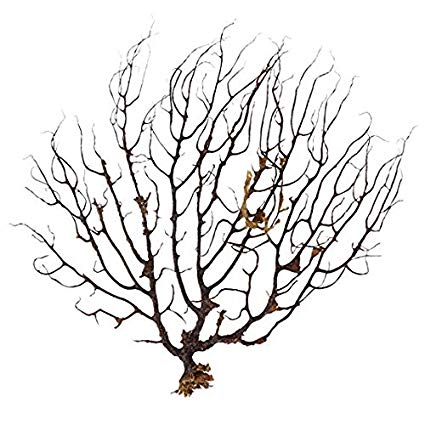 425x425 Pinsjar Black Sea Fan Fish Tank Aquarium Decoration