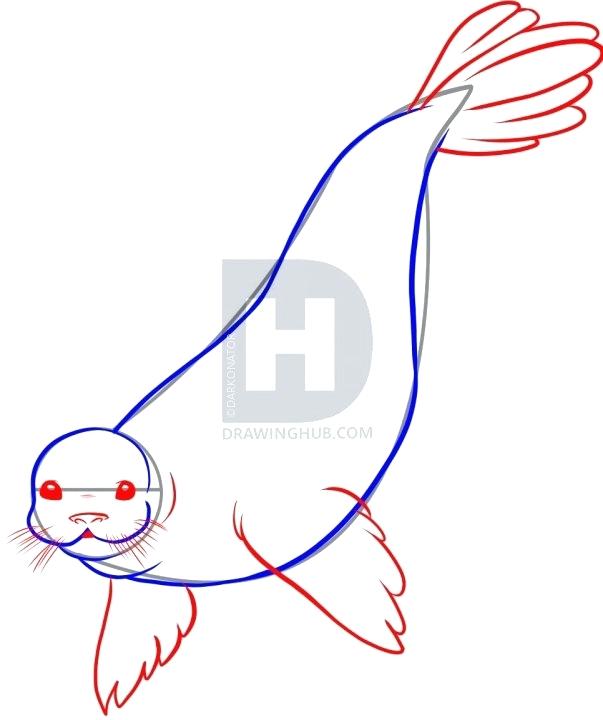 603x720 drawing a seal click the image to enlarge california sea lion