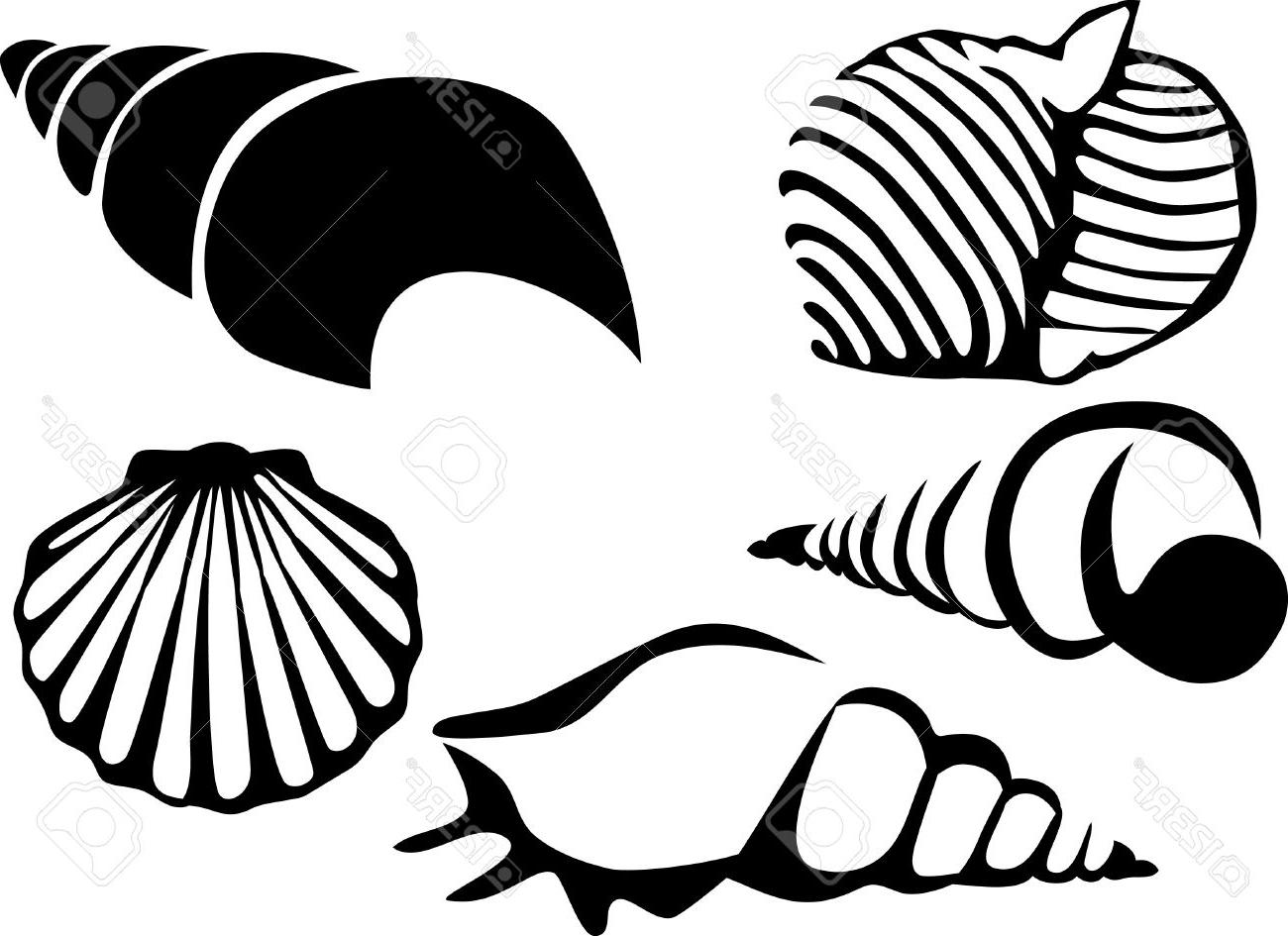 1300x945 Huge Collection Of 'sea Shell Drawing' Download More Than