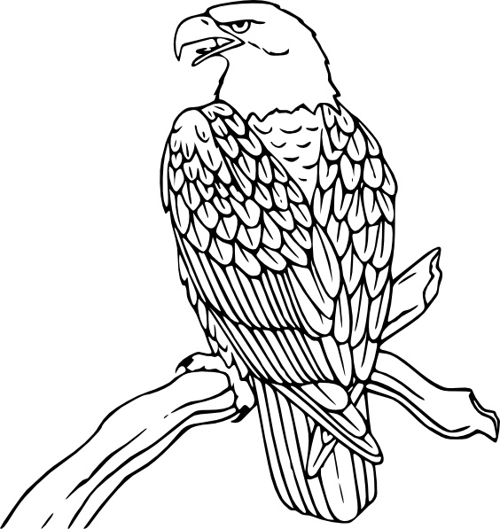 564x597 Free Bald Eagle Clip Art Pictures