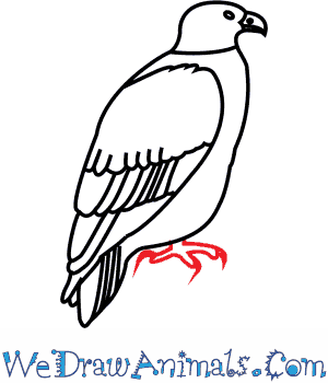 300x350 How To Draw A White Tailed Eagle