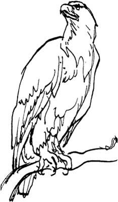 234x400 Best Bald Eagle Drawings Images Eagle Drawing, Eagle Painting