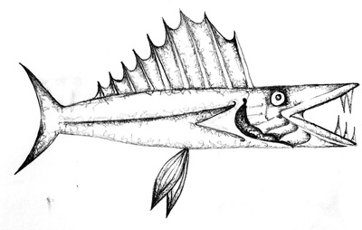 400x254 Marine Life Drawings