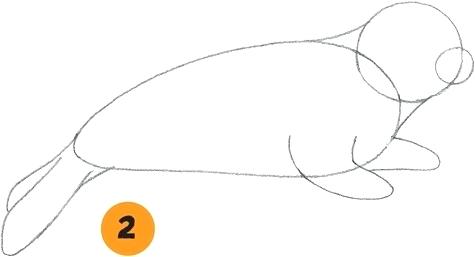 475x257 How To Draw A Seal Artists That Draw Sea Life