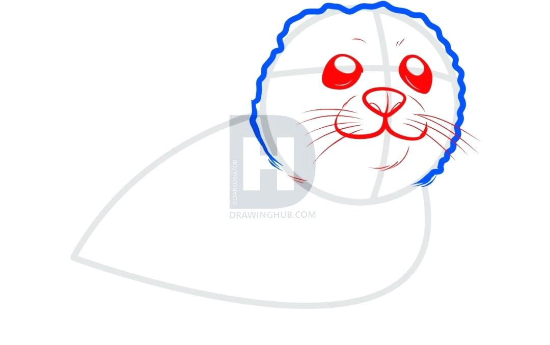 1080x678 How To Draw Seal Draw Sea Lion