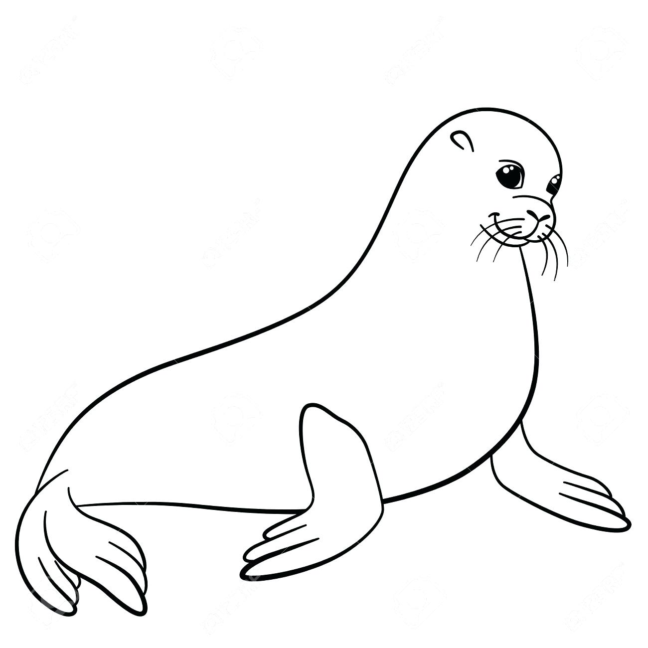1300x1300 Seal Drawing Swimming For Free Download