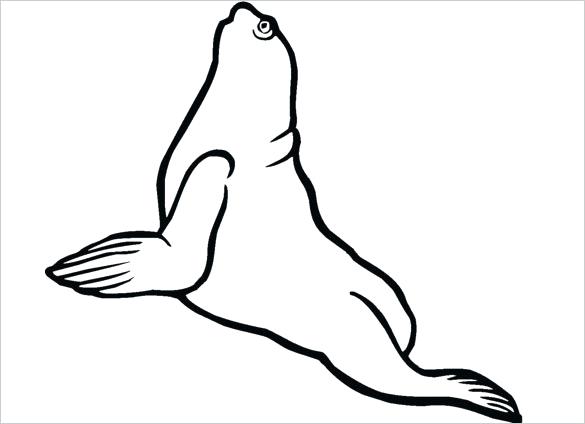 585x424 Coloring Pages Of Seals Seal Coloring