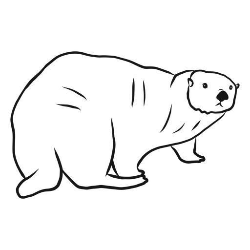 512x512 Sea Otter Muzzle Fat Tail Sketch