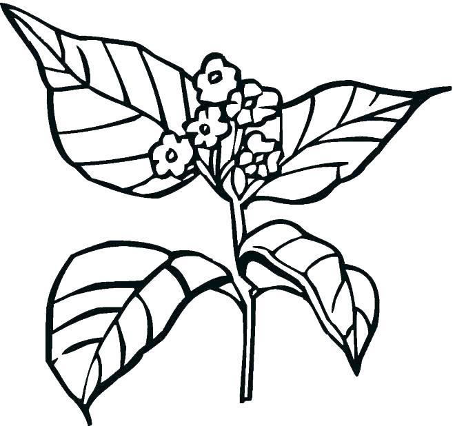 660x618 Sea Plants Coloring Pages Of Printable Plant Sheets And Flower
