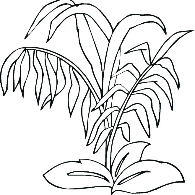660x660 Under The Sea Plants Coloring Pages
