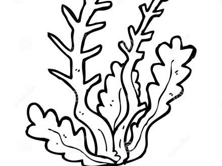 440x330 Ocean Plants Coloring Pages, Ocean Plant Clip Art