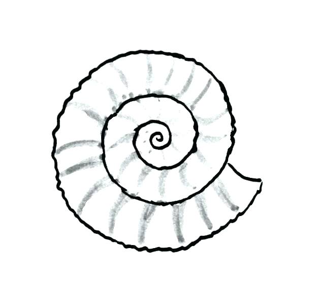 618x600 Sea Shell Coloring