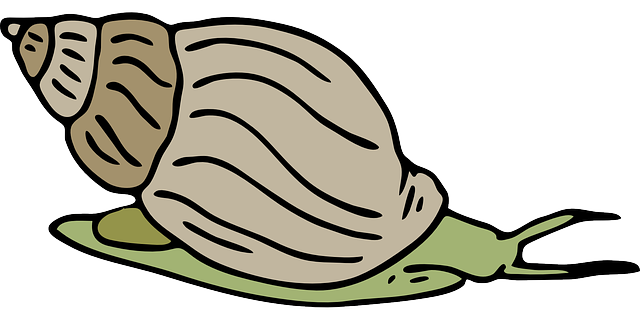 640x320 Sea Snail Clip Art Free Clipart Images
