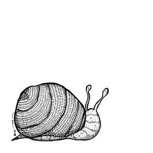 300x300 Snail Drawing
