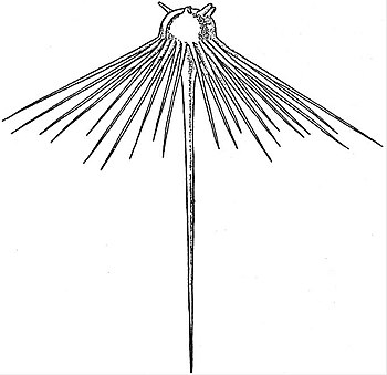 350x339 Britannicasponges