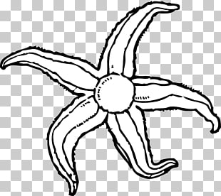 310x276 Page Starfish The Stars Of The Sea Png Cliparts For Free
