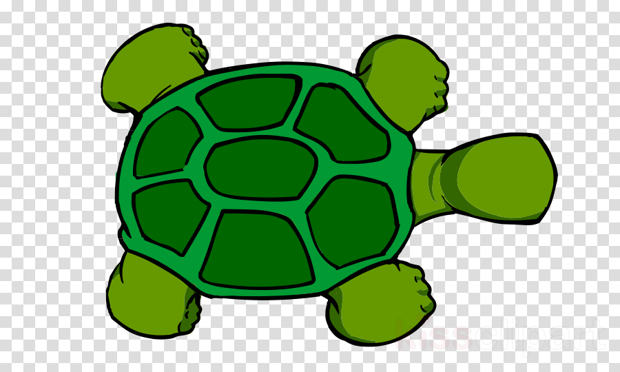 900x540 Turtle, Cartoon, Drawing, Transparent Png Image Clipart Free