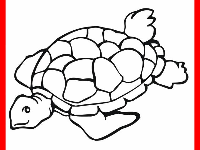 Sea Turtle Drawing | Free download on ClipArtMag