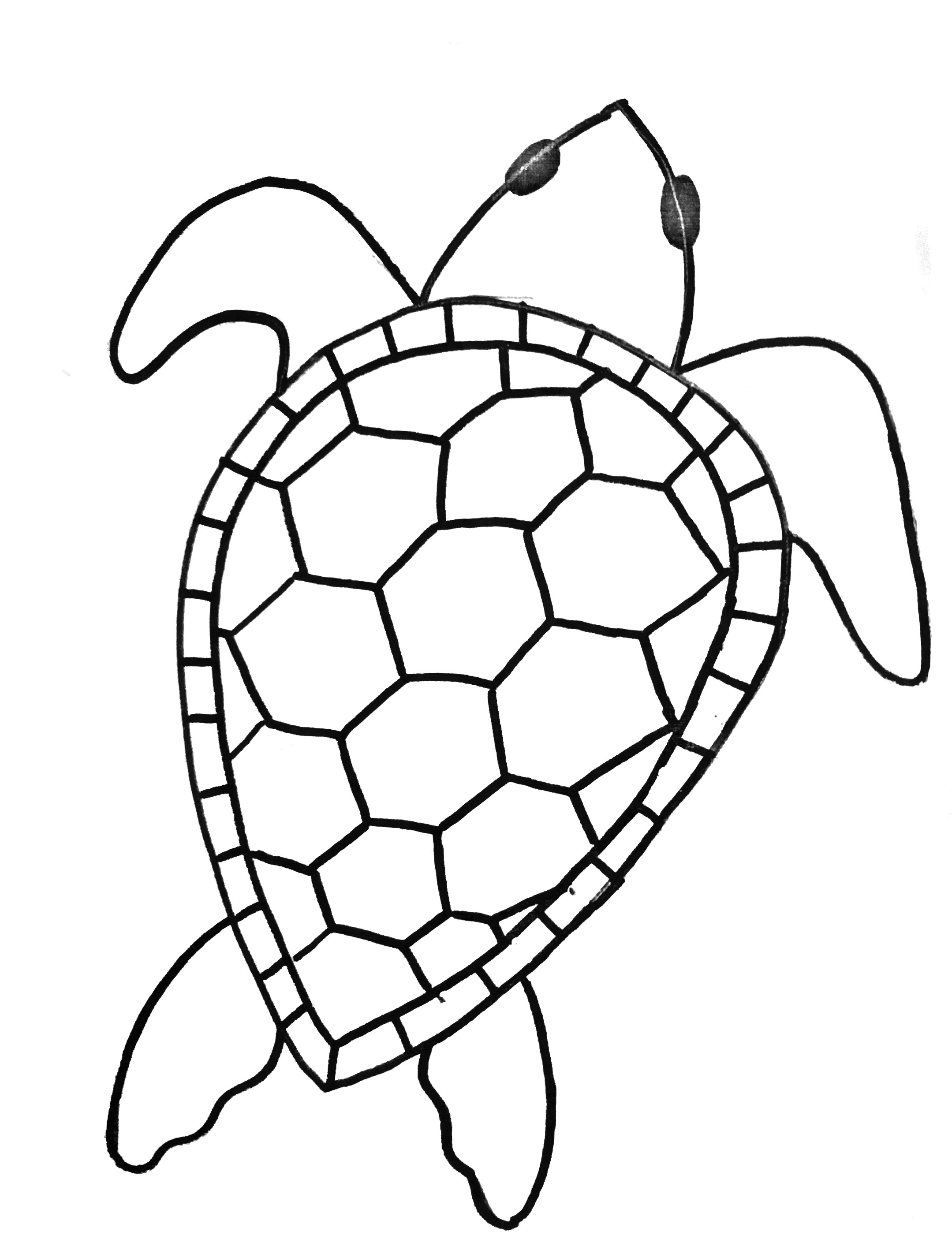 2159x2835 Sea Turtle Drawing New How To Paint A Sea Turtle Step