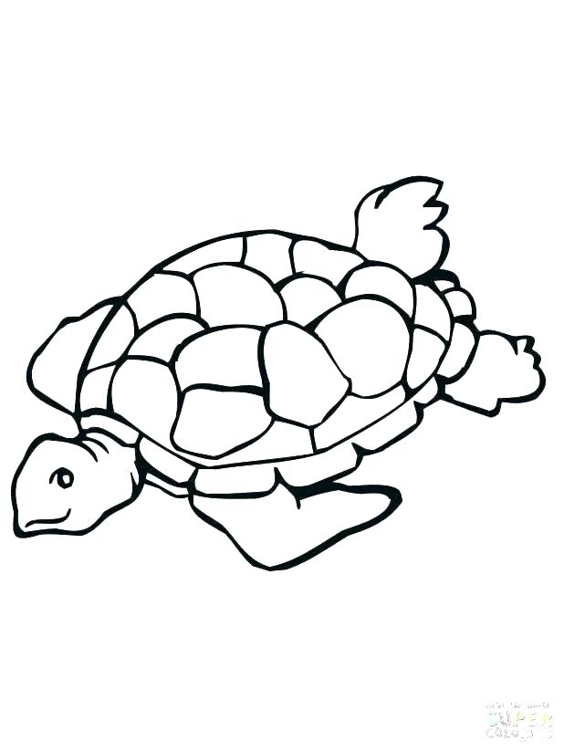 Sea Turtle Drawing Color | Free download on ClipArtMag