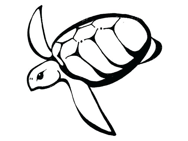 640x480 Simple Turtle Drawings Simple Sea Turtle Drawings