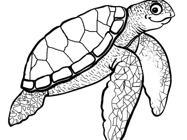 640x480 Drawn Sea Turtle Color
