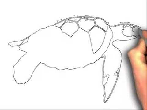 480x360 How To Draw Sea Turtle Drawing For Kids