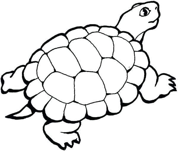 600x508 Printable Sea Turtle Coloring Sheet Sea Turtle Coloring Pages Baby