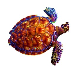 260x260 Turtle, Transparent Png Image Clipart Free Download