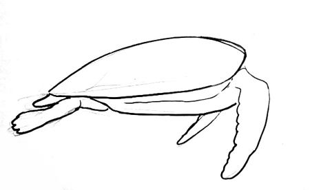450x276 How To Draw A Sea Turtle