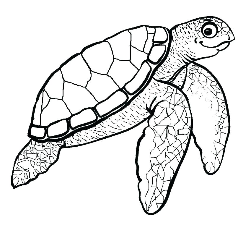 850x761 Draw Sea Turtle