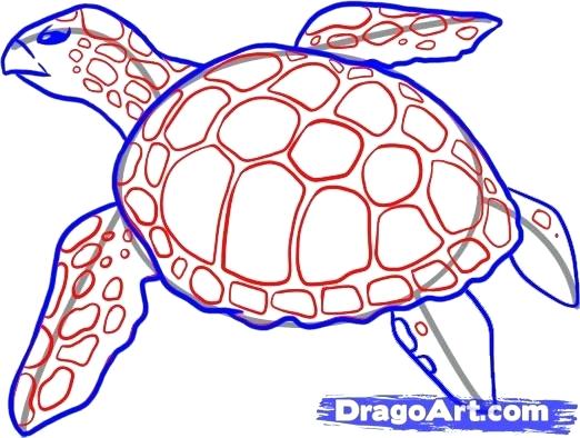 522x394 Drawing Sea Turtles How To Draw A Sea Turtle Step