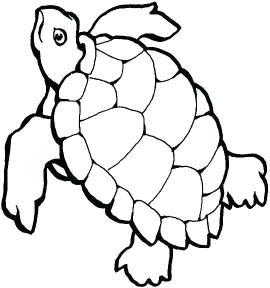 Sea Turtle Line Drawing | Free download on ClipArtMag