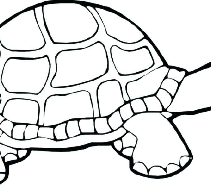 Sea Turtle Line Drawing | Free download on ClipArtMag