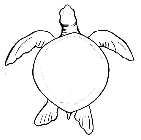 475x474 Drawing Of Turtles