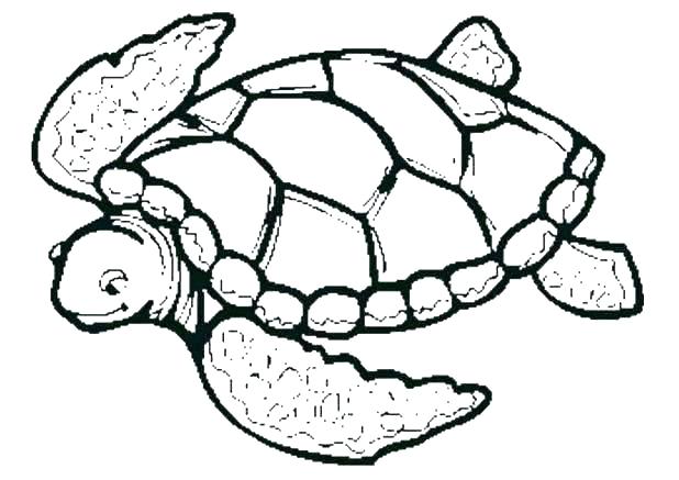 618x437 Easy Turtle Drawings Turtle Easy Easy Sea Turtle Drawings