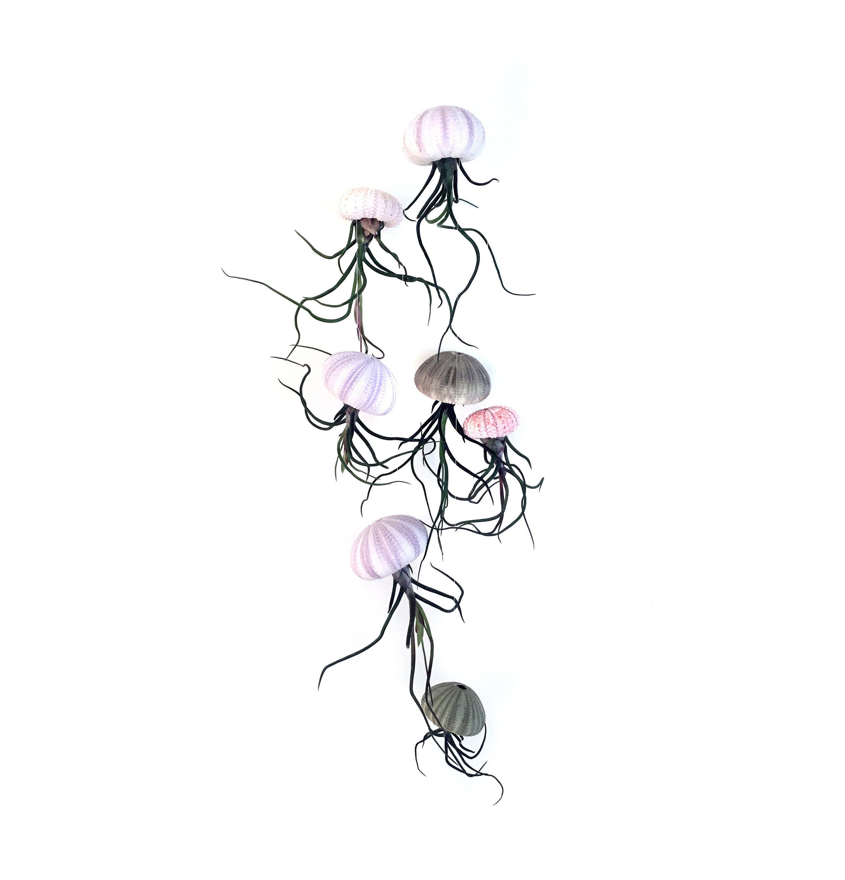 2880x3000 Hanging Air Plant Jellyfish Pink Purple Green Sea Urchin Etsy