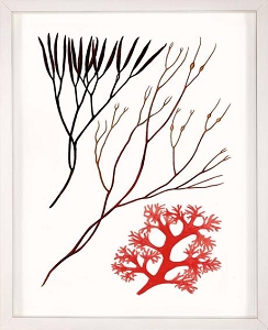 244x300 saltwater salvage design sea urchin zoom lithograph