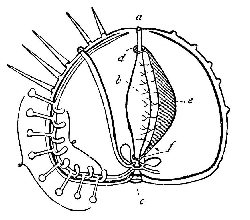 874x768 Filepsm Diagram Of Sea Urchin