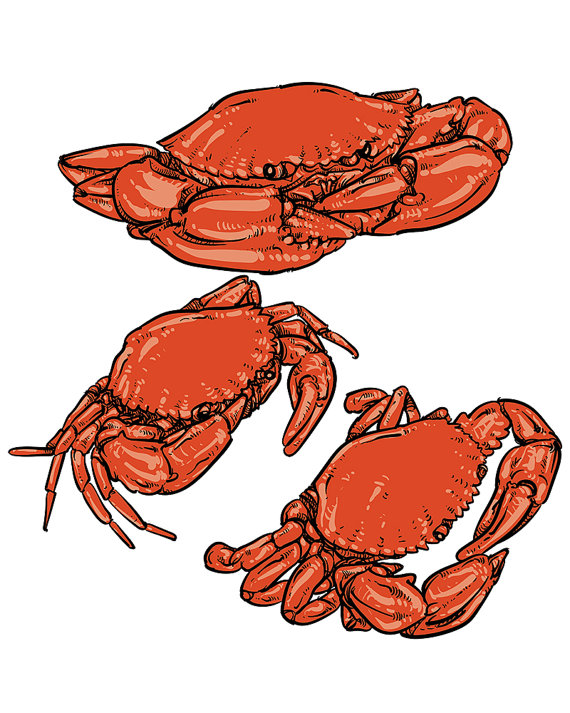 570x713 Off Sale Vector Crab Drawing Hand Drawn Monochrome Seafood