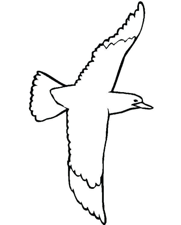 600x745 Cozy Design Pictures Of Seagulls To Colour Seagull Drawing